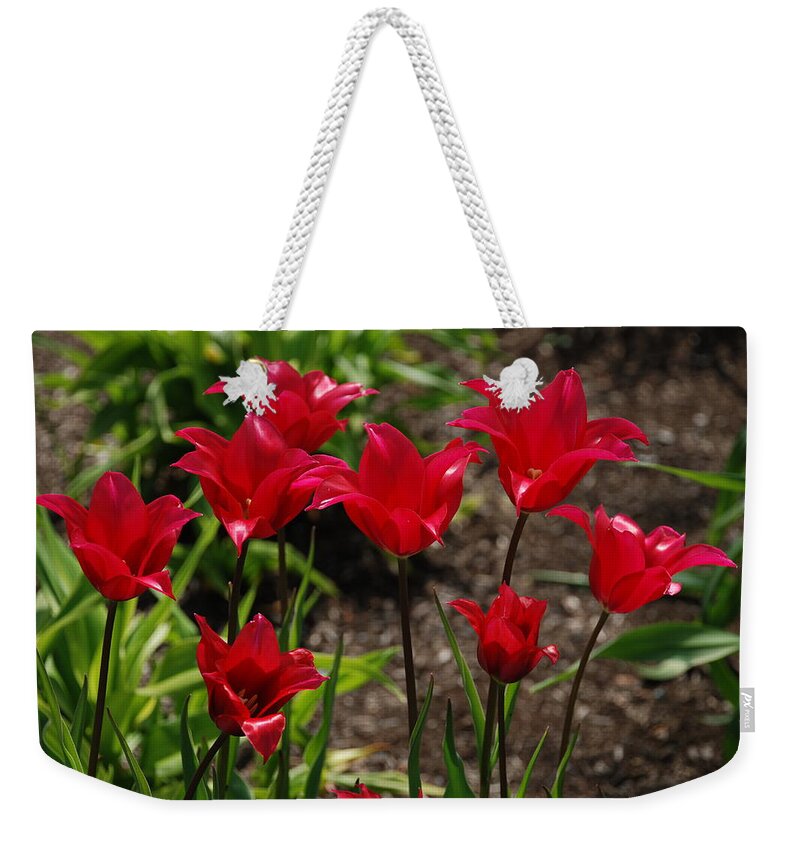 Red Weekender Tote Bag featuring the photograph Willa's Red by Kathy Paynter