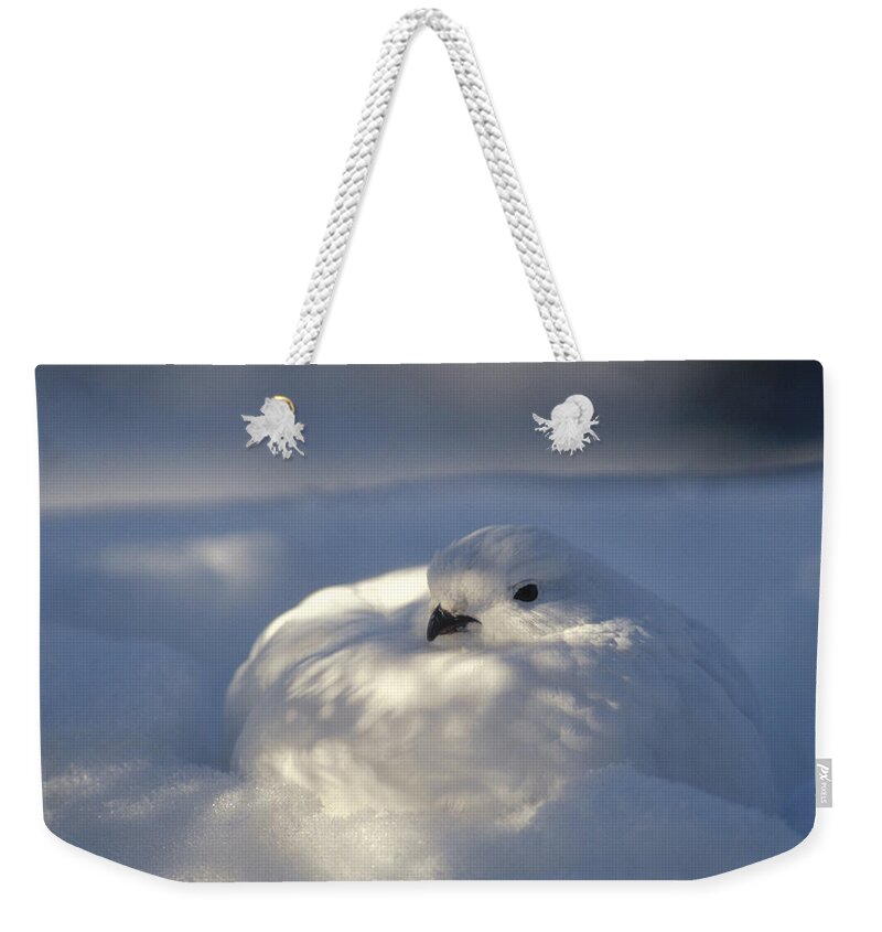 Feb0514 Weekender Tote Bag featuring the photograph Willow Ptarmigan Camouflaged Alaska by Michael Quinton