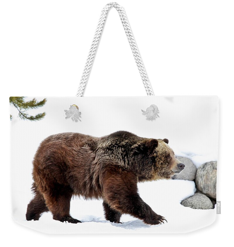 Grizzly Weekender Tote Bag featuring the photograph Winter Bear Walk by Athena Mckinzie