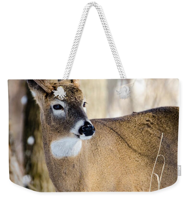 Deer Weekender Tote Bag featuring the photograph Winter Buck by Wild Fotos