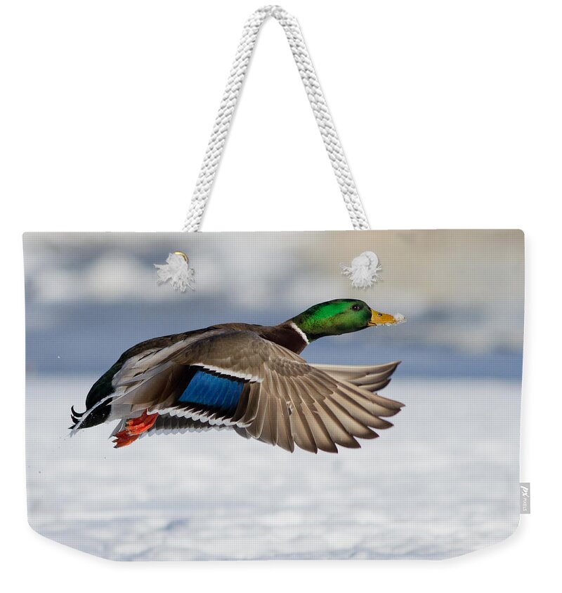 Anas Weekender Tote Bag featuring the photograph Winter Duck by Mircea Costina Photography