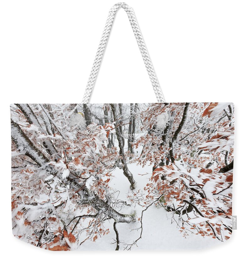 Heike Odermatt Weekender Tote Bag featuring the photograph Winter European Beech Forest In Vosges by Heike Odermatt