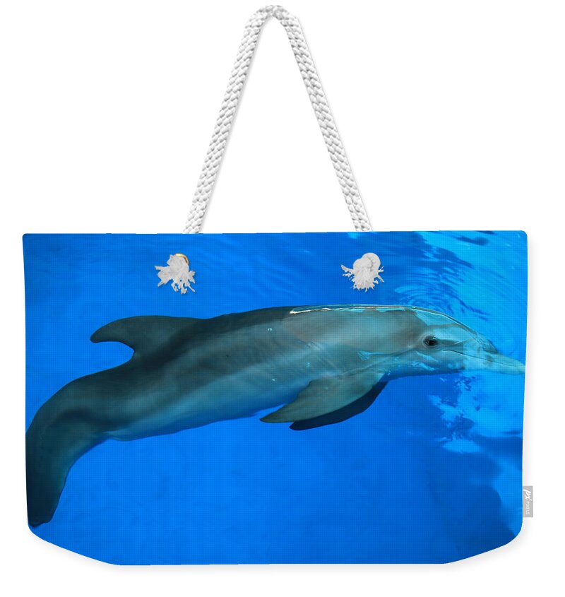 Nature Weekender Tote Bag featuring the photograph Winter the Dolphin by Doug McPherson