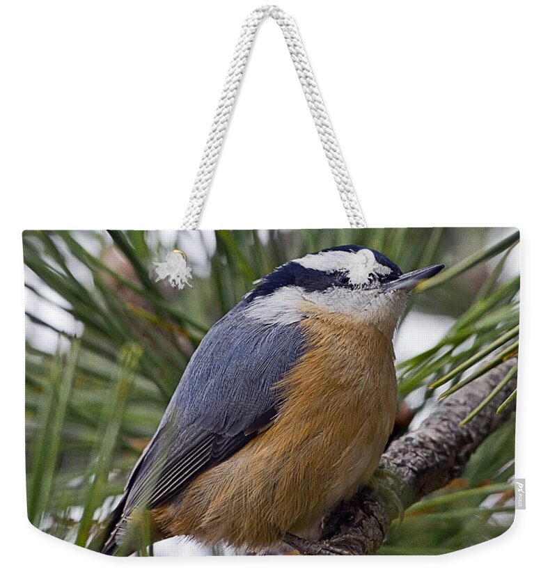 Red Breasted Nuthatch Weekender Tote Bag featuring the photograph Winter Visitor - Red Breasted Nuthatch by John Vose