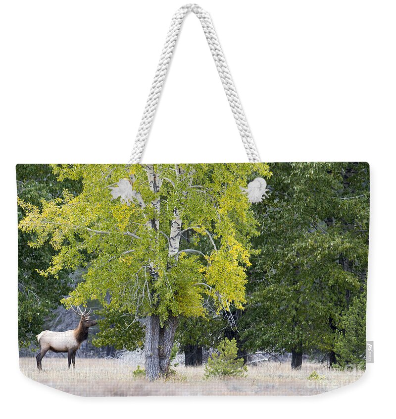 Bull Elk Weekender Tote Bag featuring the photograph Wishful by Deby Dixon