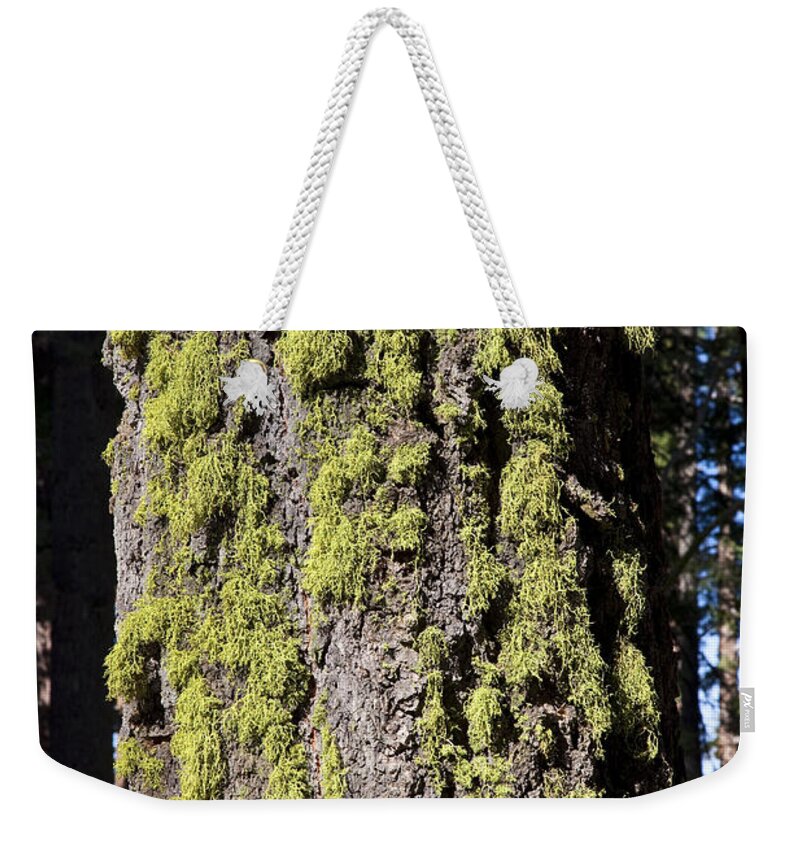 Tree Weekender Tote Bag featuring the photograph Wolf Lichen by Gregory G. Dimijian, M.D.