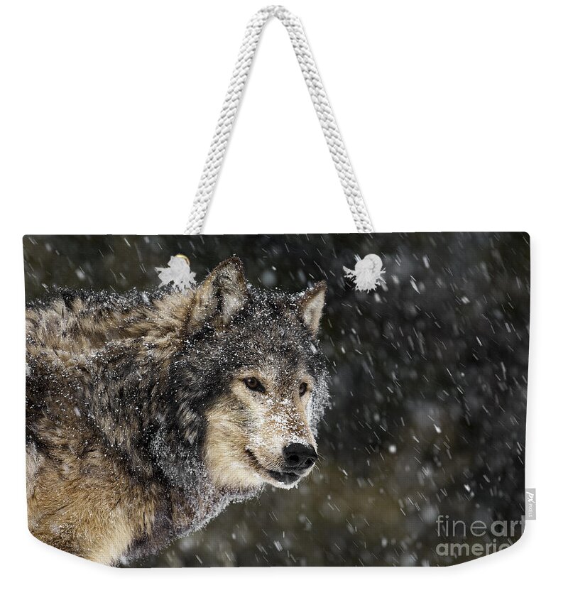 Wolf Weekender Tote Bag featuring the photograph Wolf - Snow Storm by Wildlife Fine Art