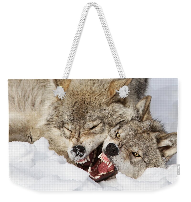 Wolf Weekender Tote Bag featuring the photograph Wolves Rules by Mircea Costina Photography