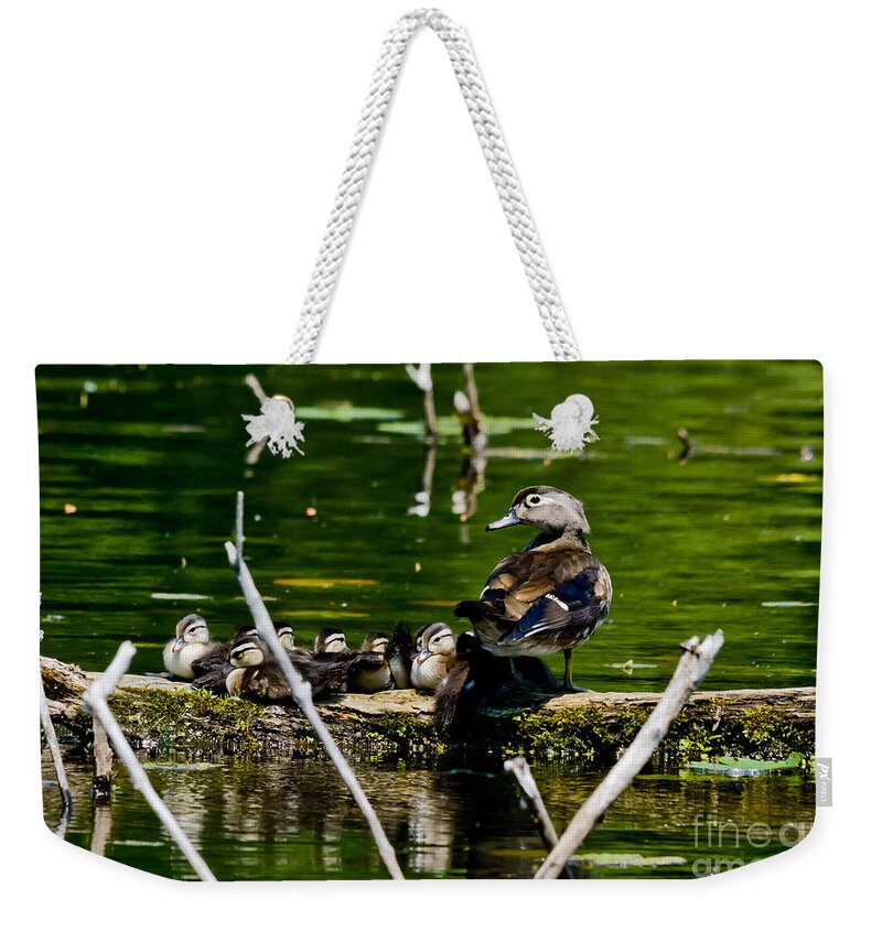 Wood Ducks Weekender Tote Bag featuring the photograph Wood Duck family by Cheryl Baxter
