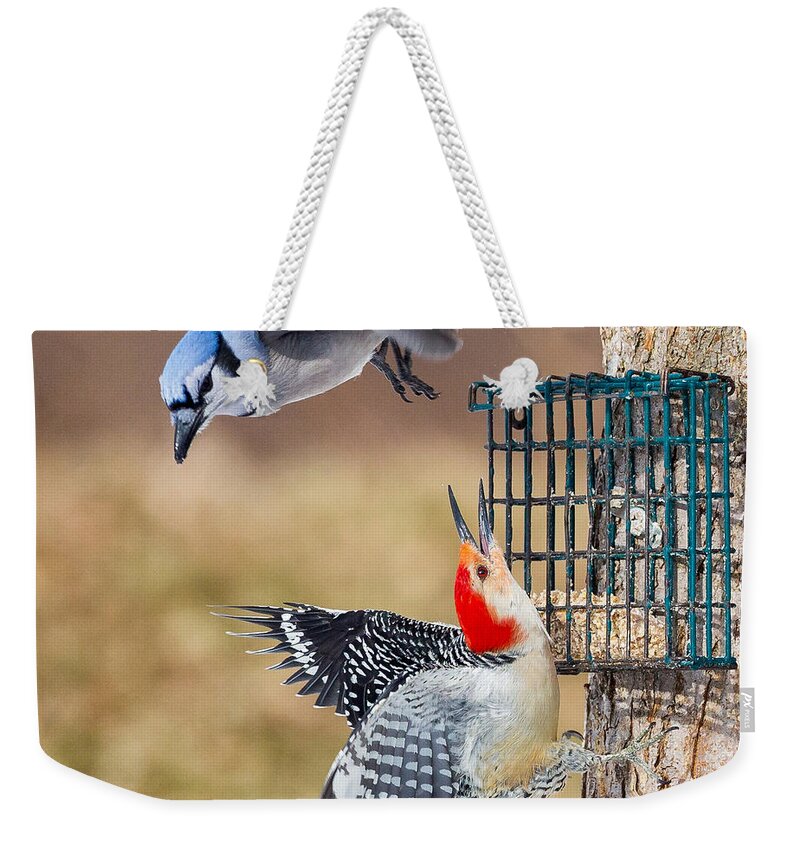 Bluejay Weekender Tote Bag featuring the photograph Woodpeckers And Blue Jays Square by Bill Wakeley