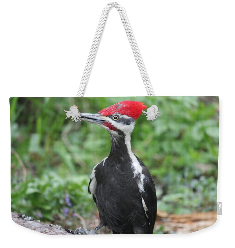 Woodpecker Weekender Tote Bag featuring the photograph Woody by Ruth Kamenev