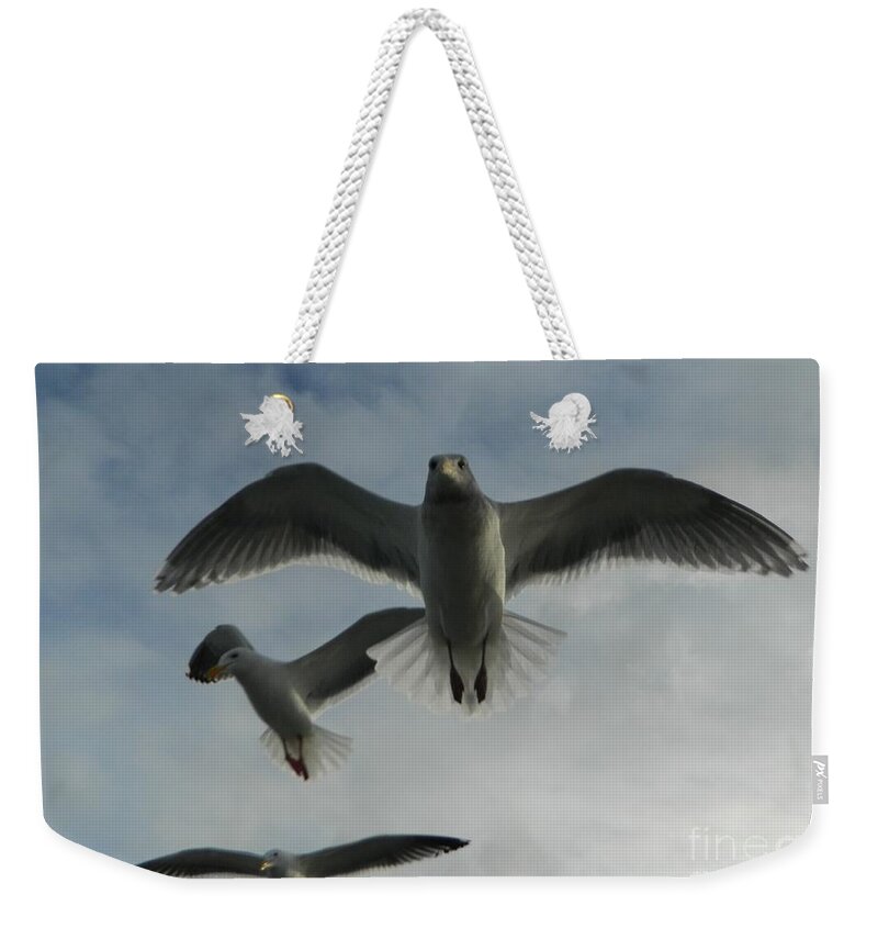 Birds Weekender Tote Bag featuring the photograph Wow Seagulls 1 by Gallery Of Hope 