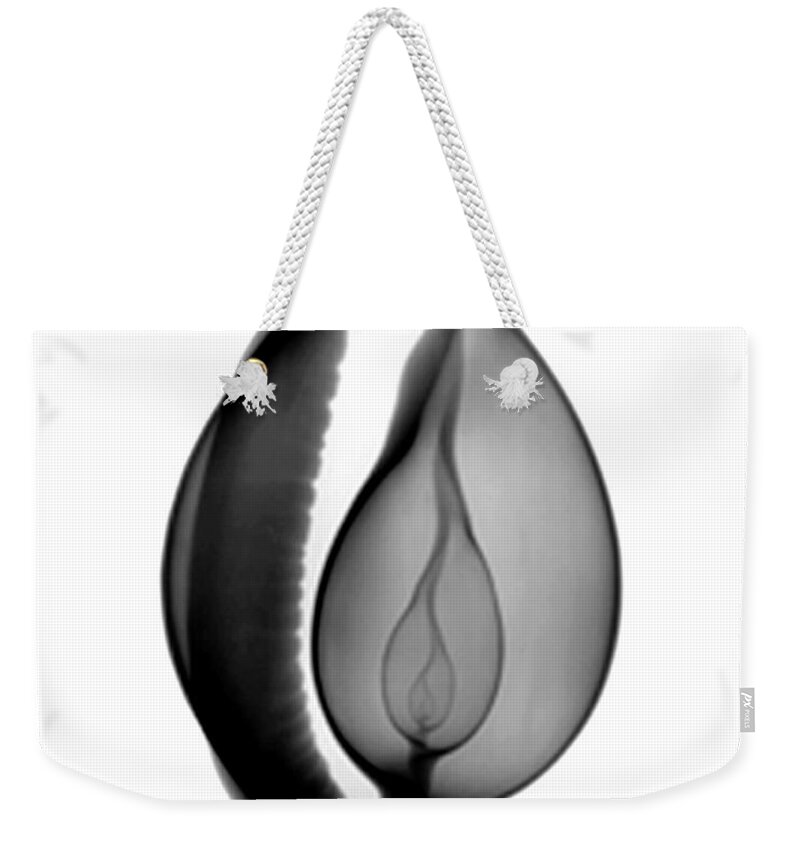 Radiograph Weekender Tote Bag featuring the photograph X-ray Of Cowrie Shell by Bert Myers