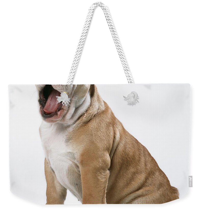 Dog Weekender Tote Bag featuring the photograph Yawning Bulldog Puppy by John Daniels