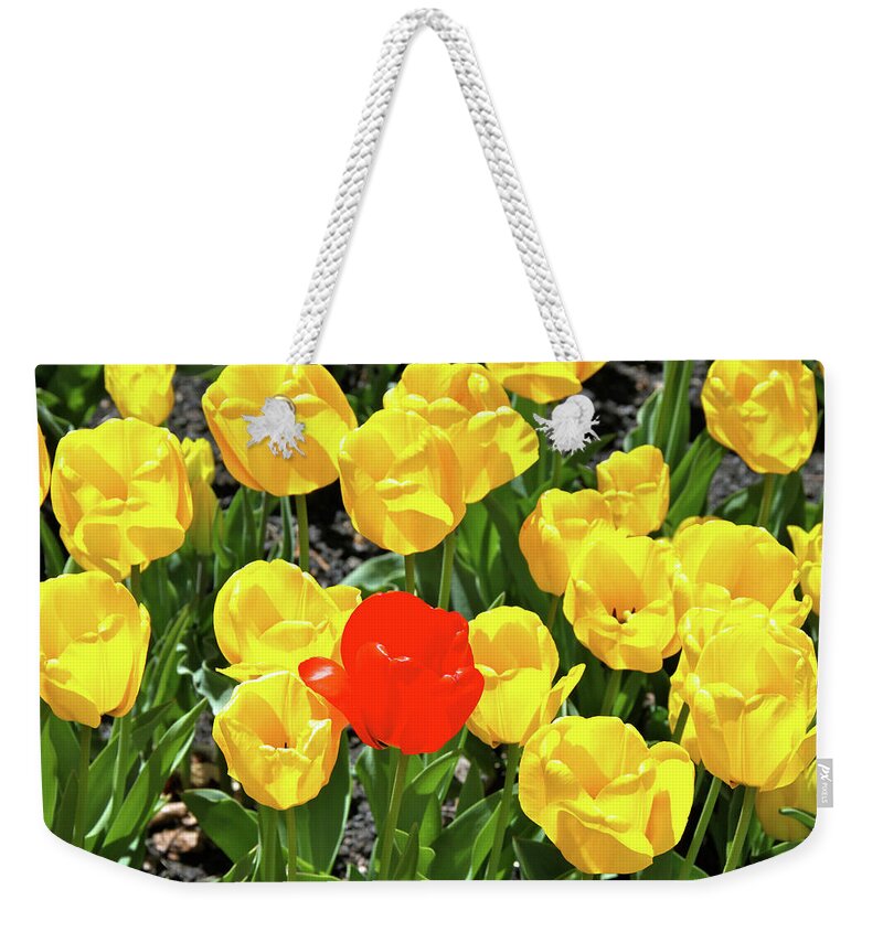 Tulips Weekender Tote Bag featuring the photograph Yellow and One Red Tulip by Ed Riche