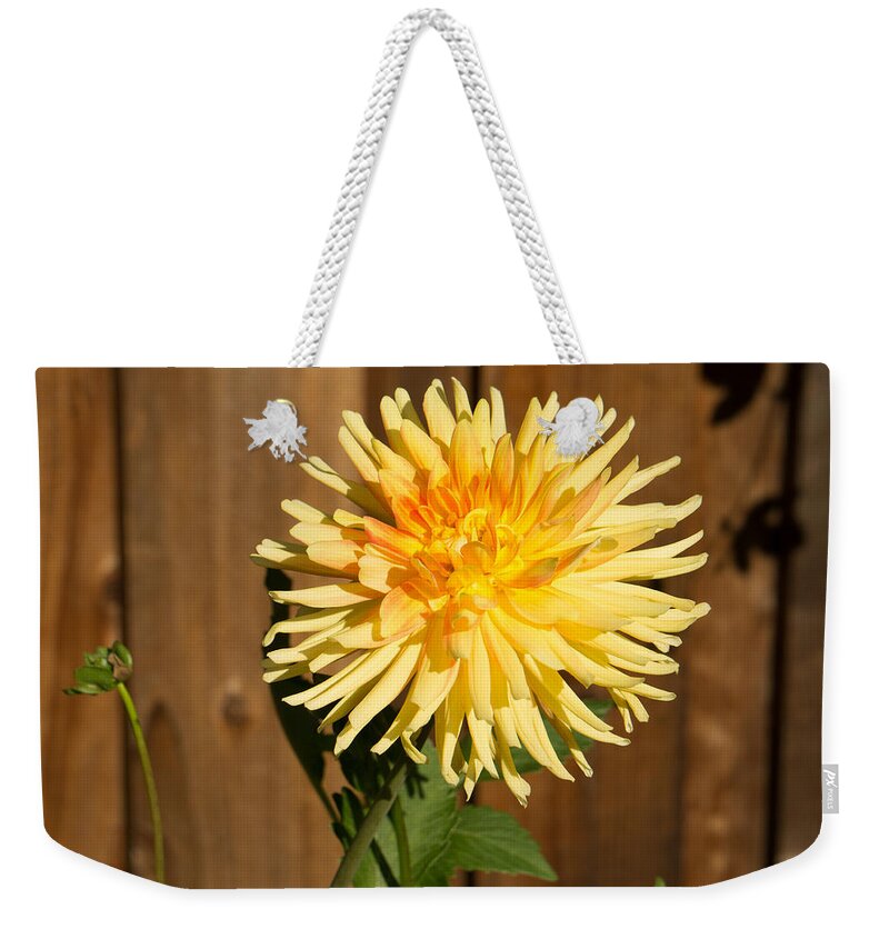 Yellow Weekender Tote Bag featuring the photograph Yellow Dahlia by Weir Here And There