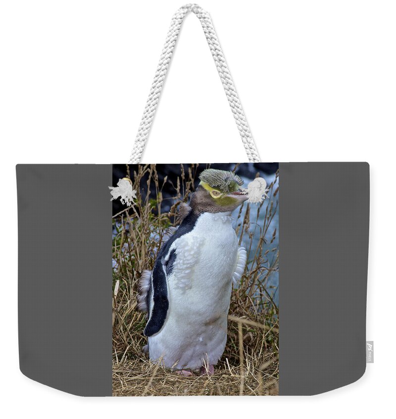 Megadyptes Antipodes Weekender Tote Bag featuring the photograph Endangered Yellow Eyed Penguin Hoiho by Venetia Featherstone-Witty