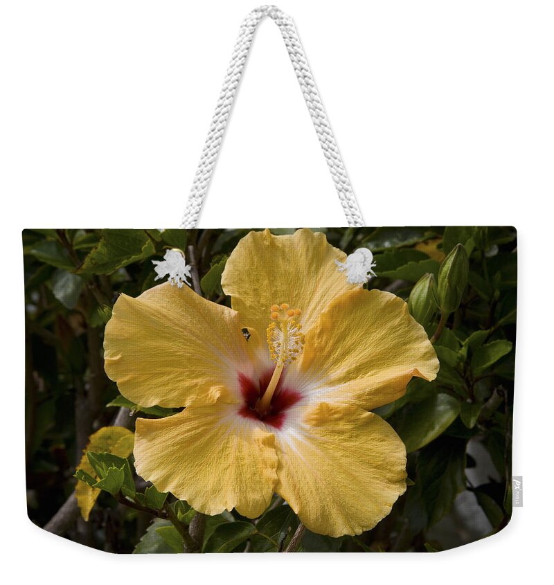 Yellow Weekender Tote Bag featuring the photograph Yellow Hibiscus by Diane Macdonald