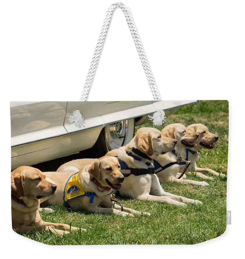 Dogs Weekender Tote Bag featuring the photograph Yellow Labs in Training by Weir Here And There