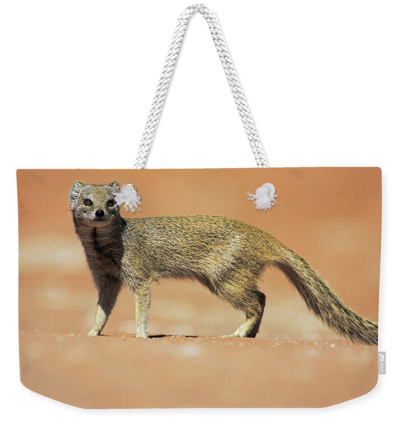 Heike Odermatt Weekender Tote Bag featuring the photograph Yellow Mongoose In Kalahari Desert by Heike Odermatt