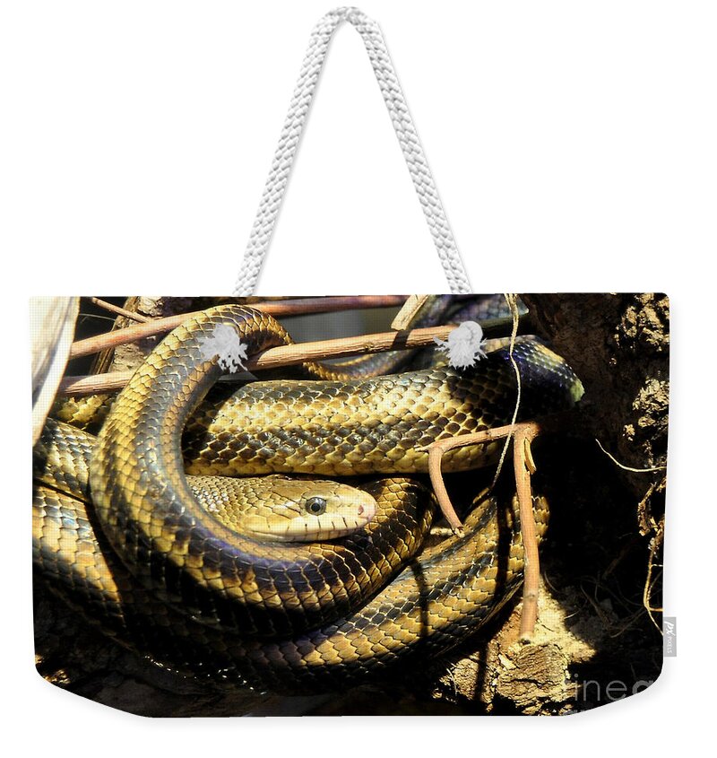 Reptiles Weekender Tote Bag featuring the photograph Yellow Rat Snakes In An Oak Tree by Kathy Baccari