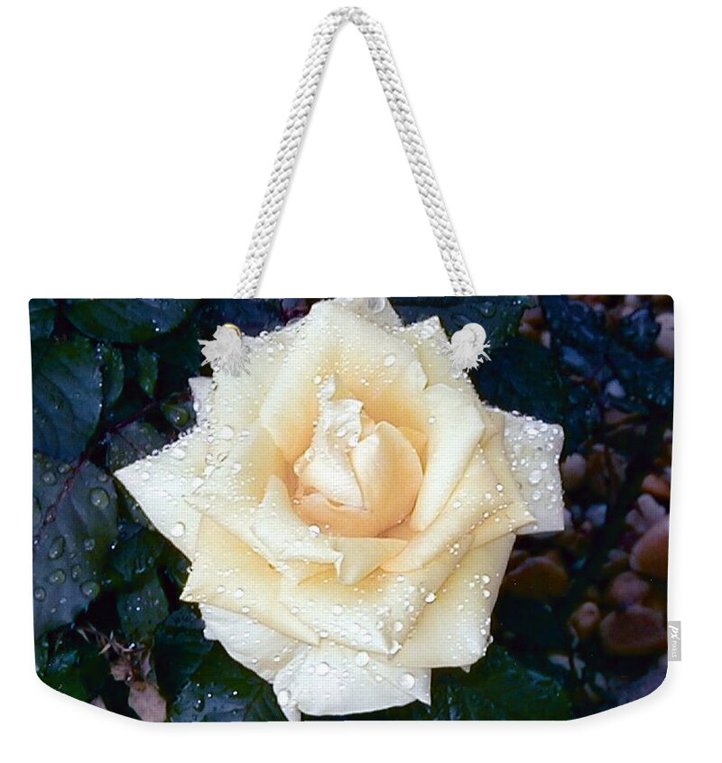 Rose Weekender Tote Bag featuring the photograph Yellow Rose At Dawn by Alys Caviness-Gober