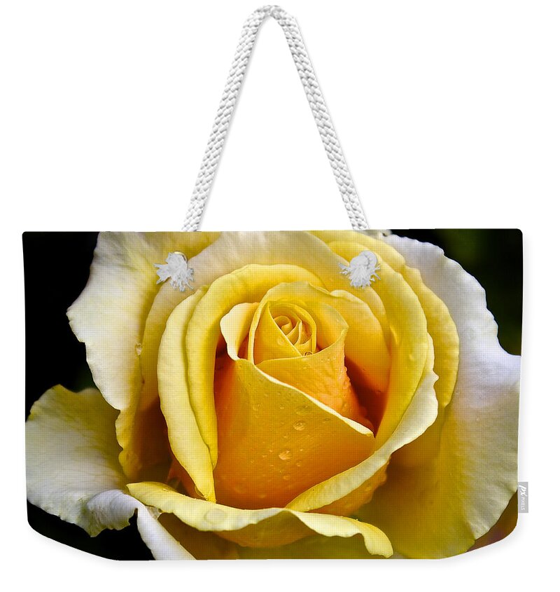 Rose Weekender Tote Bag featuring the photograph Yellow Rose With Dewdrops by Venetia Featherstone-Witty
