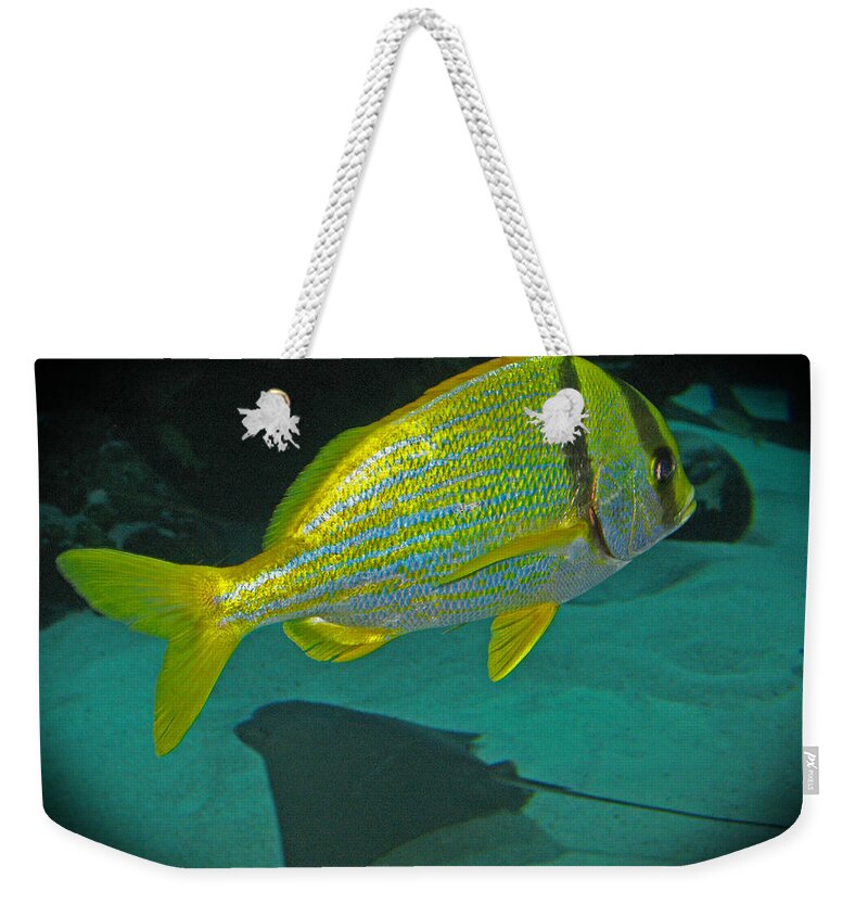 Yellow_fish Weekender Tote Bag featuring the photograph Yellow Striped Fish by Connie Fox