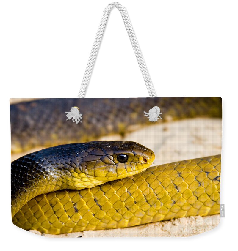 Peru Weekender Tote Bag featuring the photograph Yellow-tailed Cribo by Gregory G. Dimijian, M.D.
