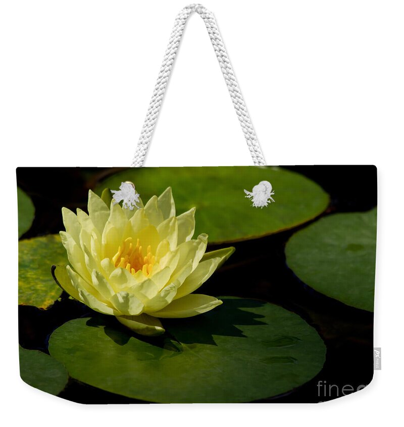 Flowers & Plants Weekender Tote Bag featuring the photograph Yellow Water Lily Sitting Pretty by Sabrina L Ryan