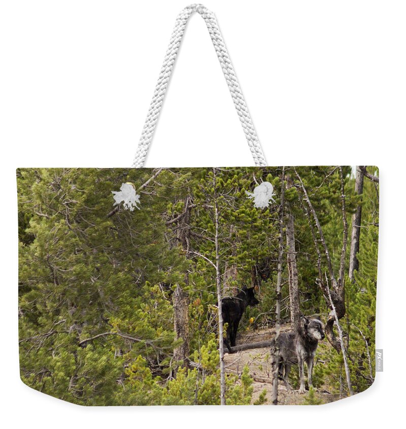 Wolves Weekender Tote Bag featuring the photograph Yellowstone Wolves by Belinda Greb