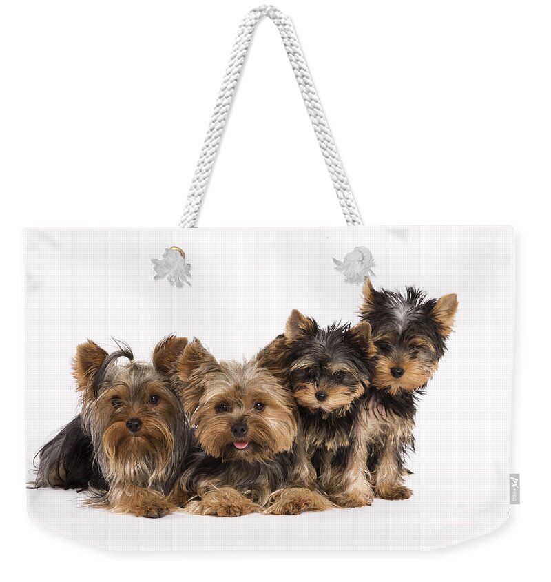 Yorkshire Terrier Weekender Tote Bag featuring the photograph Yorkshire Terriers by Jean-Michel Labat