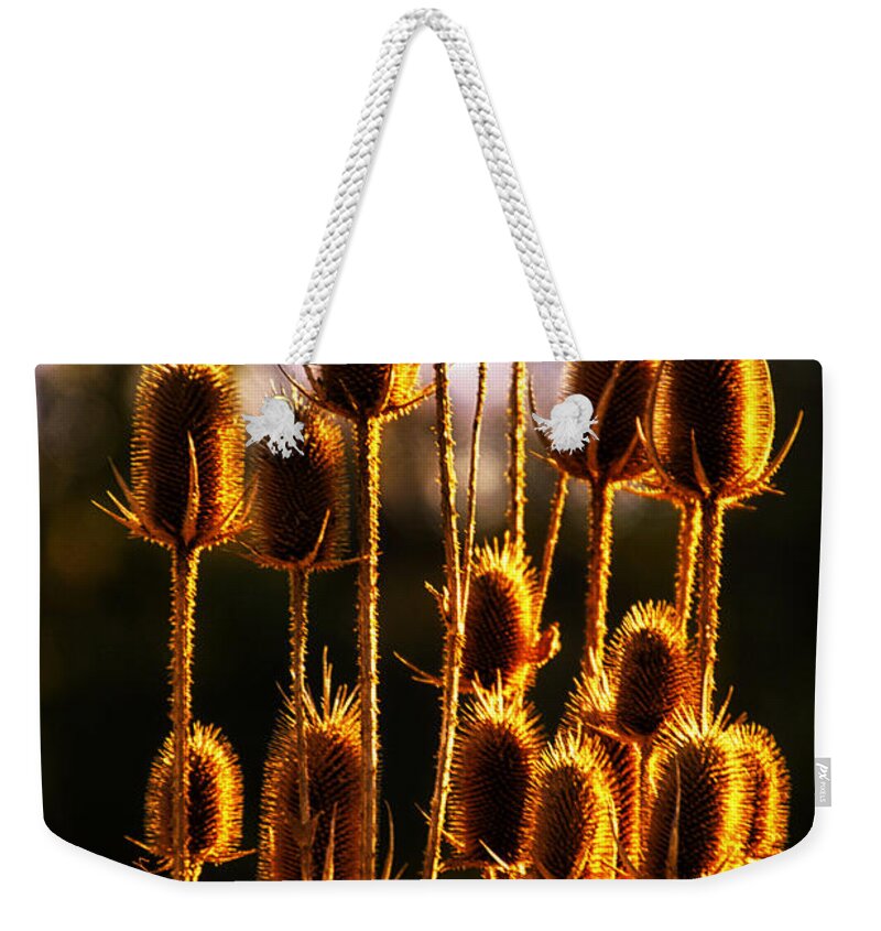 Gladioli Weekender Tote Bag featuring the photograph You Are the Sunshine Of My Life by Thomas Woolworth