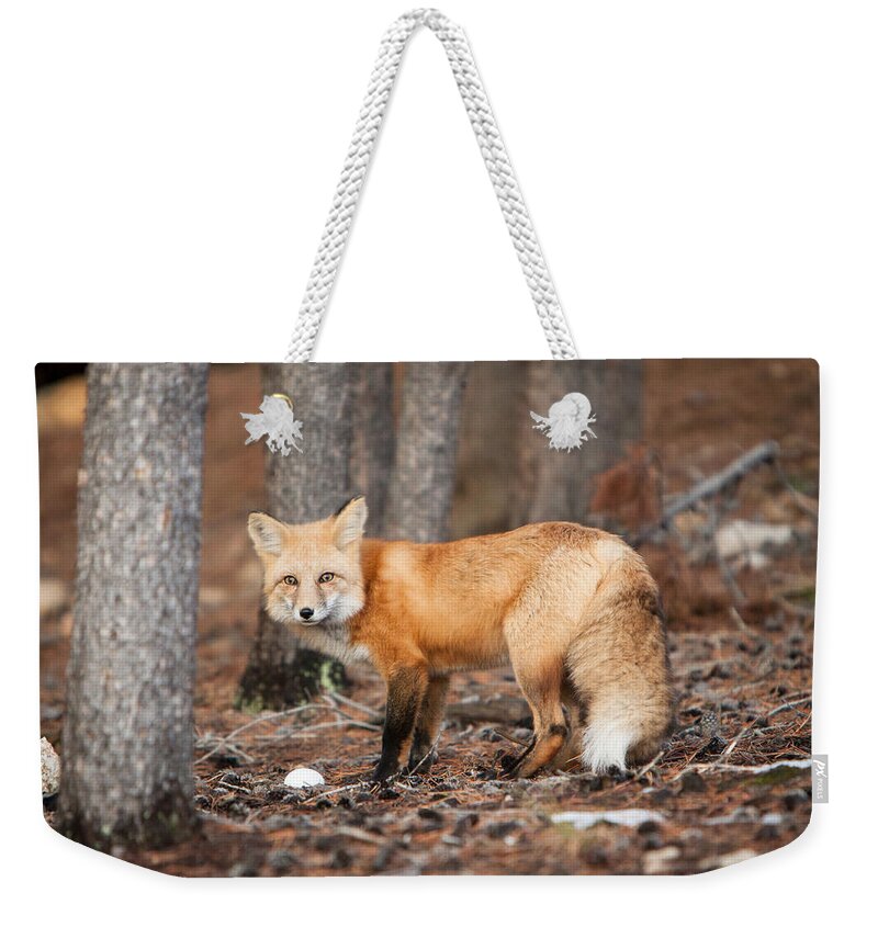 Black Weekender Tote Bag featuring the photograph You Caught Me by John Wadleigh