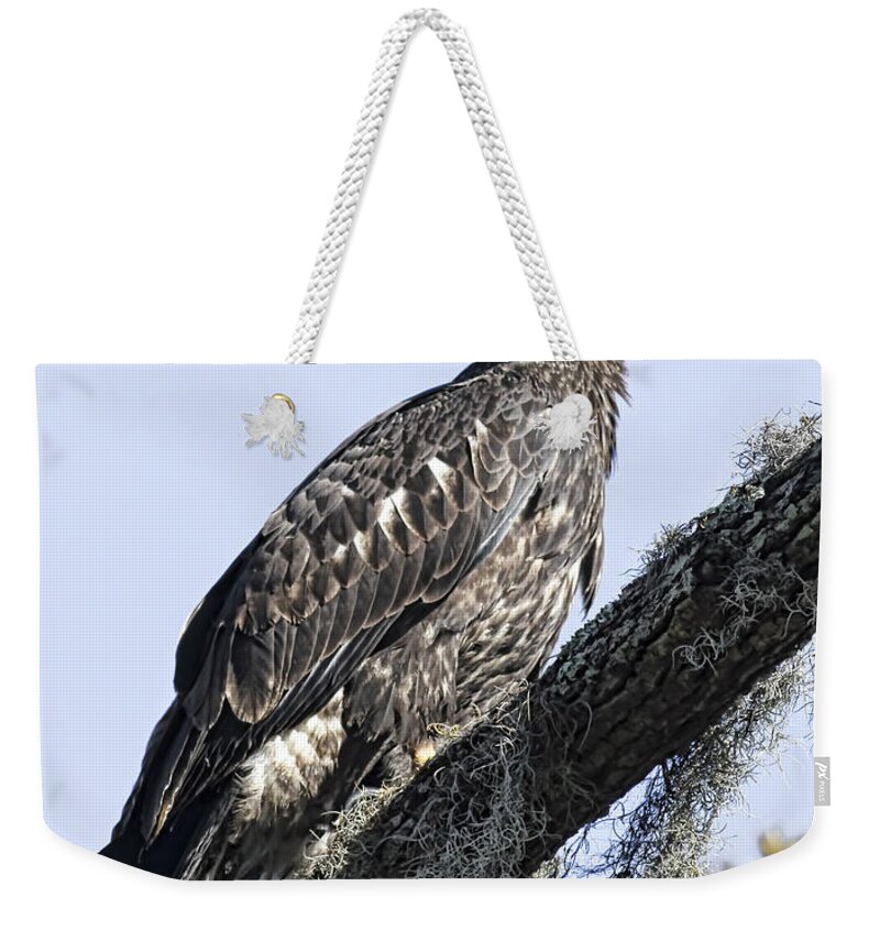 Raptor Weekender Tote Bag featuring the photograph Young Eagle Pose by Deborah Benoit