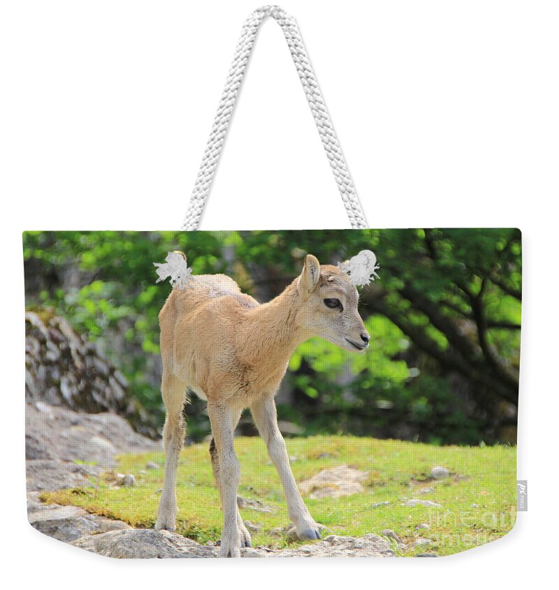 Animal Weekender Tote Bag featuring the photograph Young Goat by Amanda Mohler