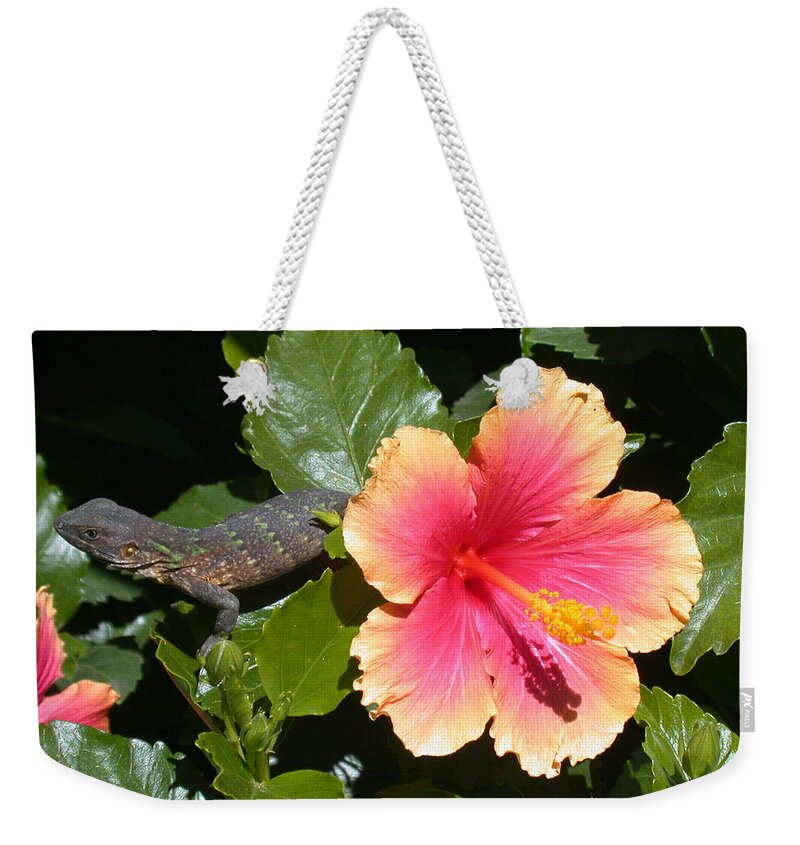 Iguana Weekender Tote Bag featuring the photograph Young Iguana by Shane Bechler