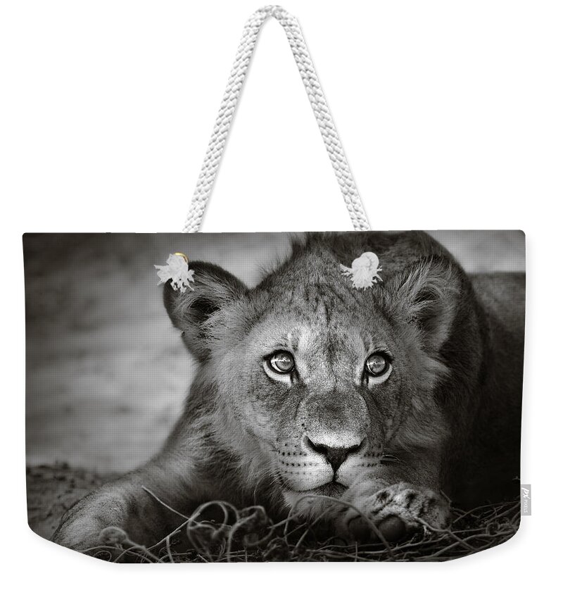 Wild Weekender Tote Bag featuring the photograph Young lion portrait by Johan Swanepoel