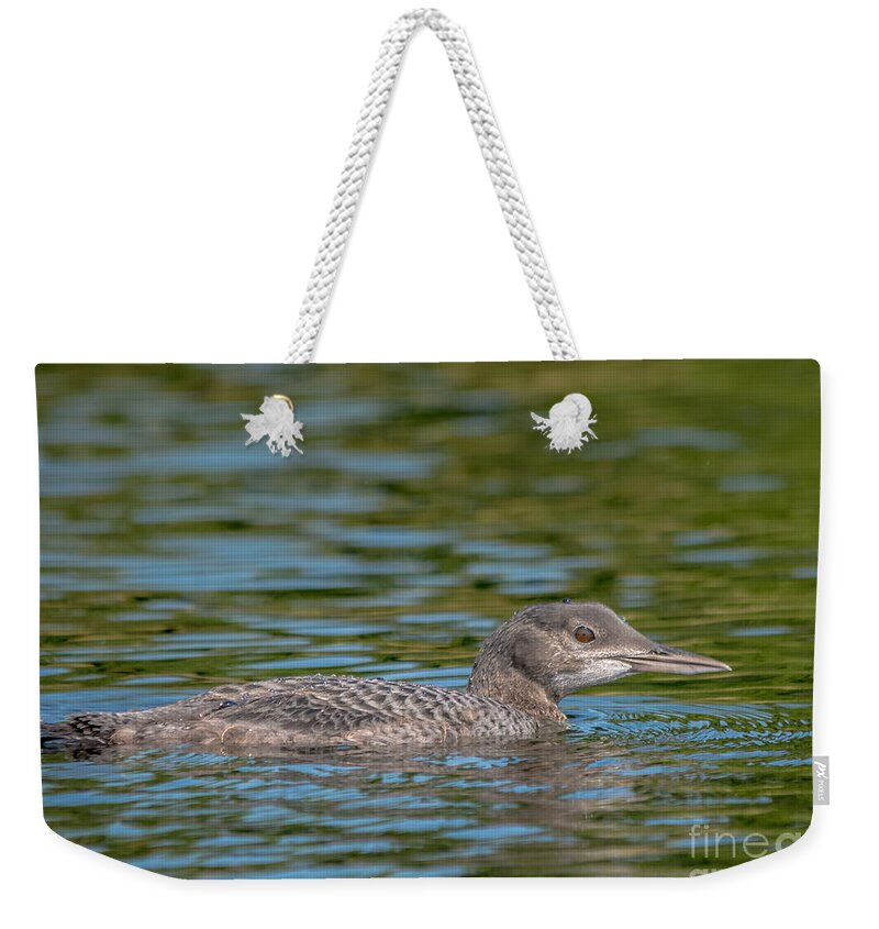 Loon Weekender Tote Bag featuring the photograph Young Loon by Cheryl Baxter