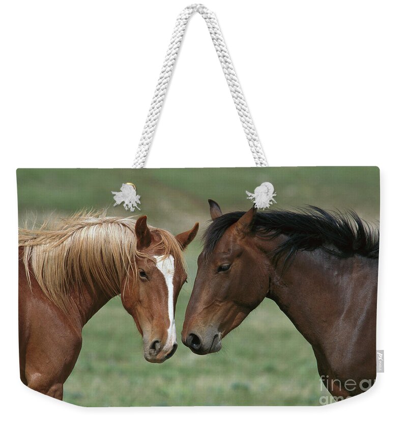00340208 Weekender Tote Bag featuring the photograph Young Mustang Bachelor Stallions by Yva Momatiuk John Eastcott