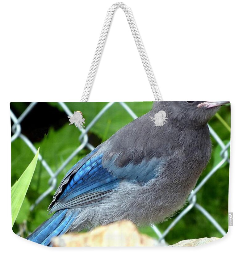 Young Steller's Jay Weekender Tote Bag featuring the photograph Young Steller's Jay by Will Borden