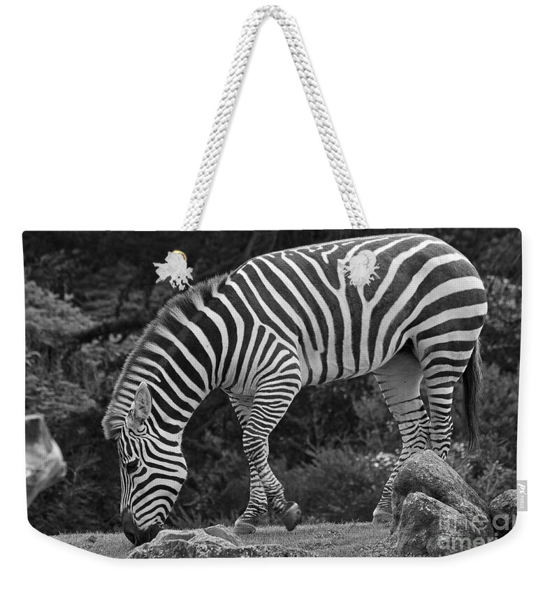 Kate Brown Weekender Tote Bag featuring the photograph Zebra in Black and White by Kate Brown