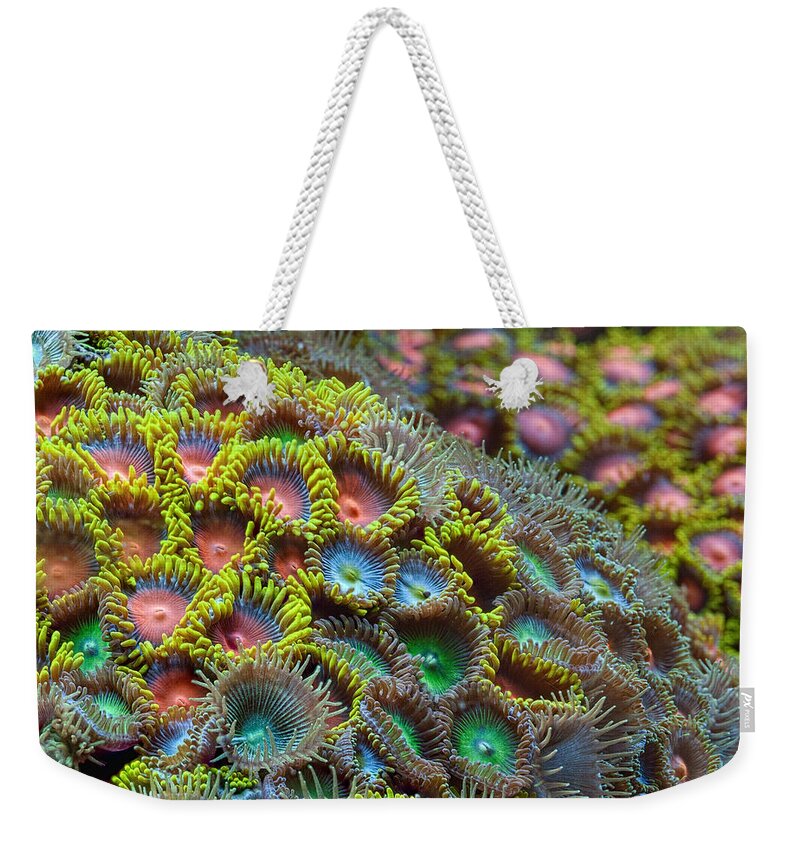 Zoanthid Weekender Tote Bag featuring the photograph Zoanthids by Jim Zablotny