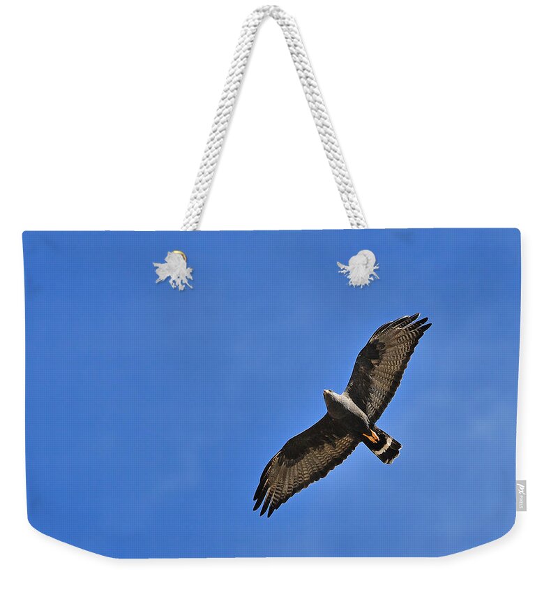 Zone-tailed Hawk Weekender Tote Bag featuring the photograph Zone-tailed Hawk by Tony Beck