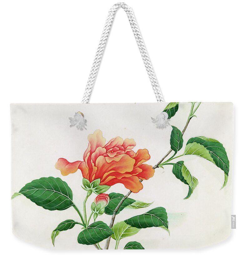Orange; Flower; Plant; Bloom; Bud; Botanical Weekender Tote Bag featuring the painting Hibiscus by Georg Dionysius Ehret