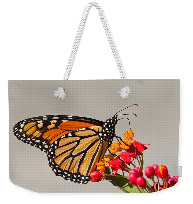  Monarch Weekender Tote Bag featuring the photograph Monarch butterfly by Mircea Costina Photography