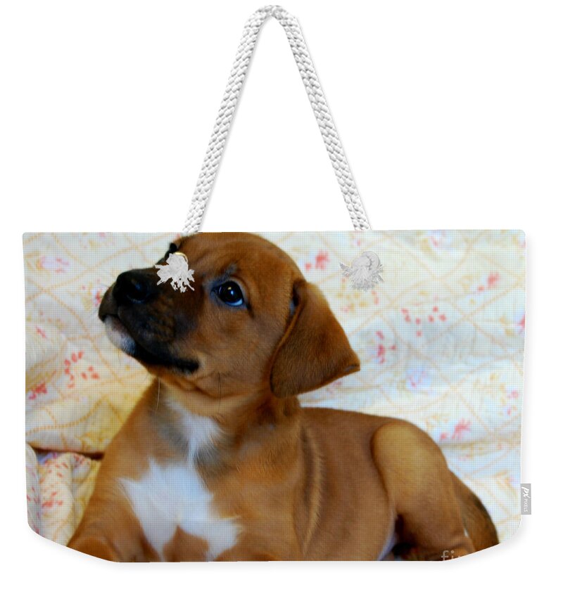 Animals Weekender Tote Bag featuring the photograph  Take Me Home Please by Peggy Franz
