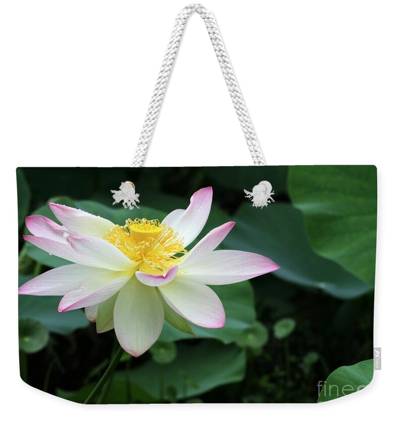 Lotus Weekender Tote Bag featuring the photograph A Pink Tipped White Lotus #1 by Sabrina L Ryan