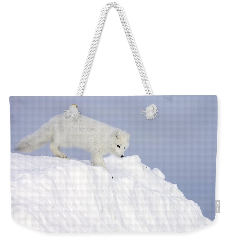 Mp Weekender Tote Bag featuring the photograph Arctic Fox Alopex Lagopus On Snow Drift #1 by Matthias Breiter