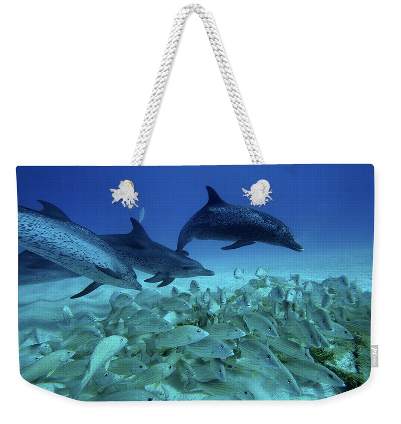 Mp Weekender Tote Bag featuring the photograph Atlantic Spotted Dolphin Stenella #1 by Hiroya Minakuchi